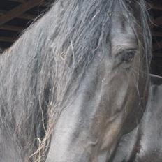 Frieser EFTERLYSES - Quella Von Hasselholt