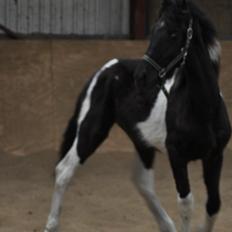 Tobiano Friesian Lancelot 1 PRÆMIE VED KÅRINGEN 24 marts 2012 bilun
