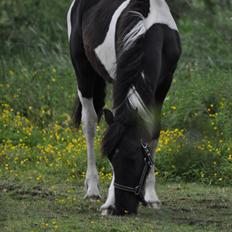 Tobiano Friesian Lancelot 1 PRÆMIE VED KÅRINGEN 24 marts 2012 bilun