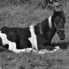 Tobiano Friesian Lancelot 1 PRÆMIE VED KÅRINGEN 24 marts 2012 bilun