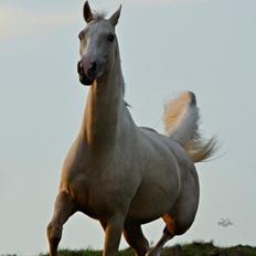 Palomino Phoenix Novem