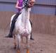 Knabstrupper Lurifax<3  *My soulmate!<3*