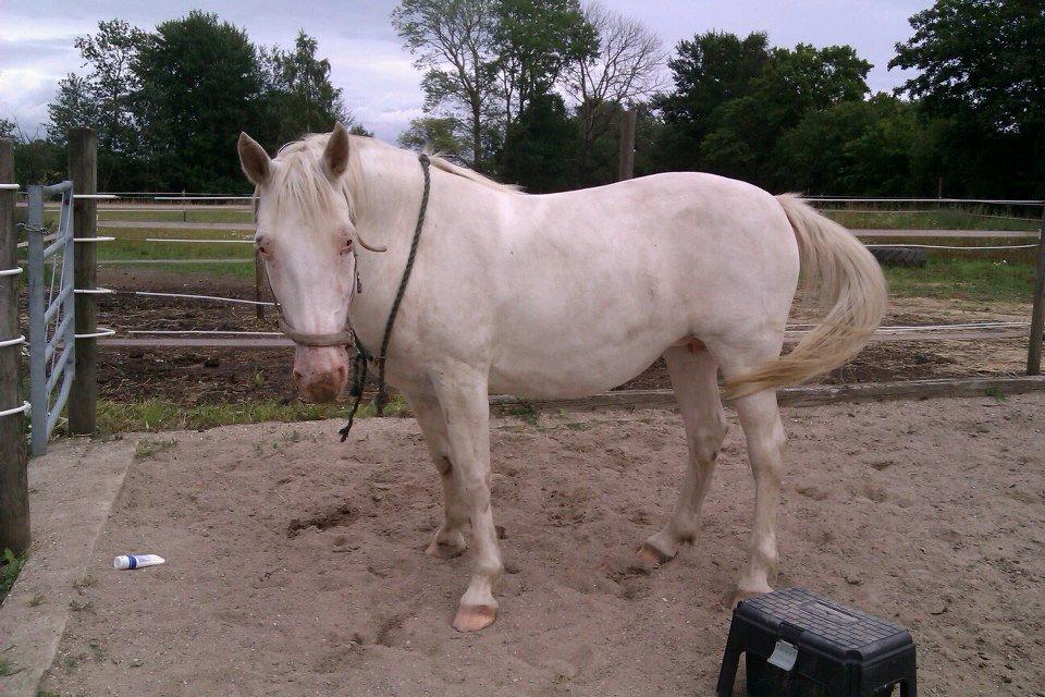 Knabstrupper Tonkas Nashanti billede 5