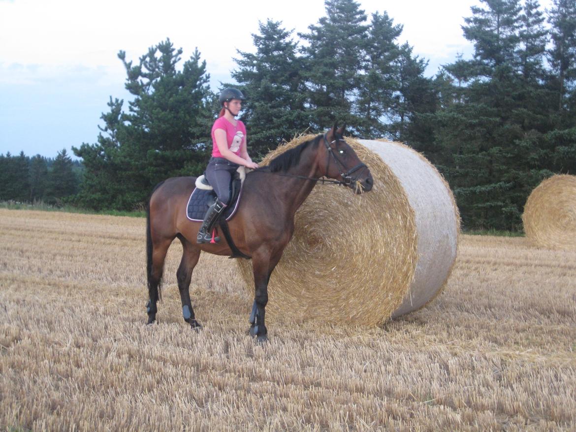 Dansk Varmblod Cowboy-L - Fars høst 2012 billede 11