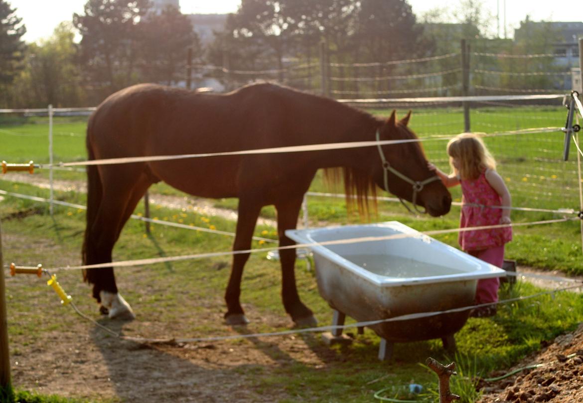 Welsh Cob (sec D) Alettico (Letti) - gode venner
(ved godt det er lidt uskarpt, men skøn stemning) billede 15