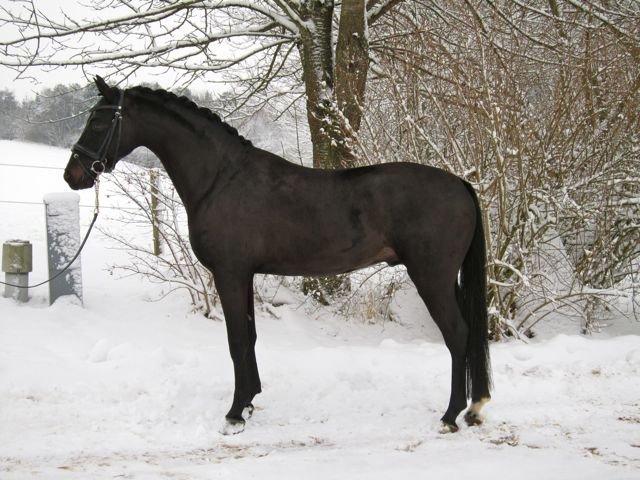Tysk Sportspony Traeumer A-pony - Smukke Trols
  billede 6