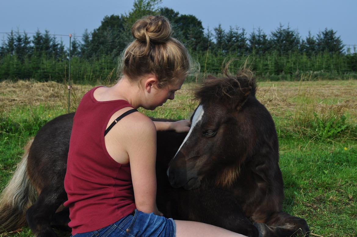 Shetlænder KJÆRSGAARDS AMINA - Den dejlige hyggetrold og jeg d.25. august 2012 billede 1