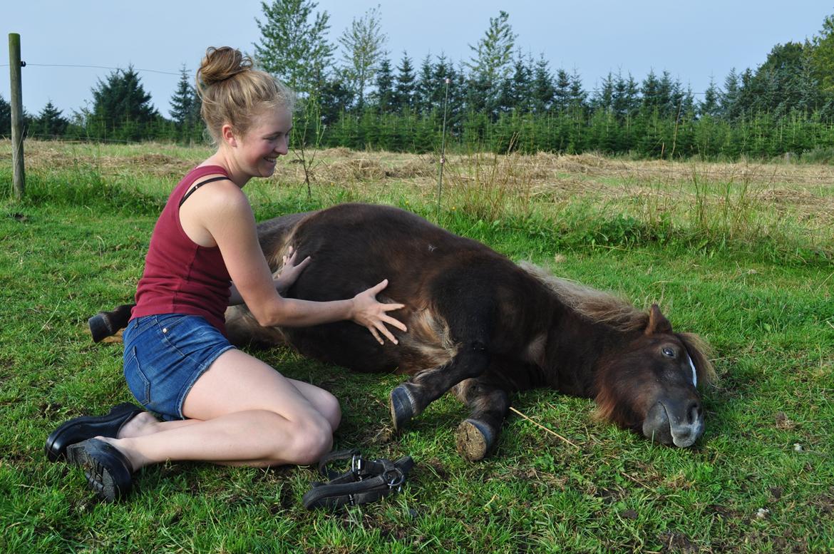 Shetlænder KJÆRSGAARDS AMINA - Amina og jeg hygger, d.25. august 2012 billede 9