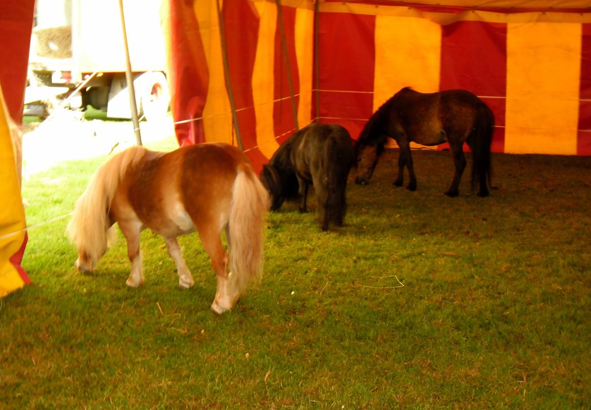 Shetlænder Luie - Elvis Loui & Ne-yo :) billede 11