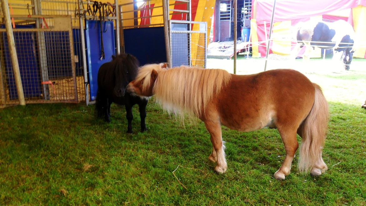 Shetlænder Luie - Loui & Elvis =) billede 5