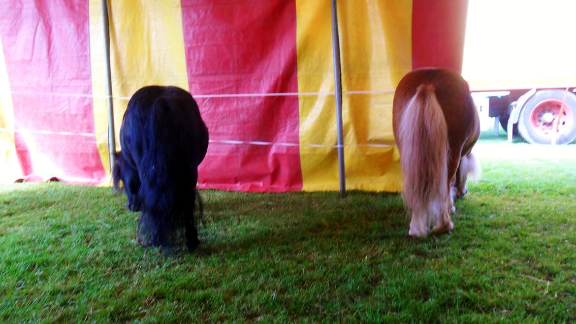 Shetlænder Luie billede 7