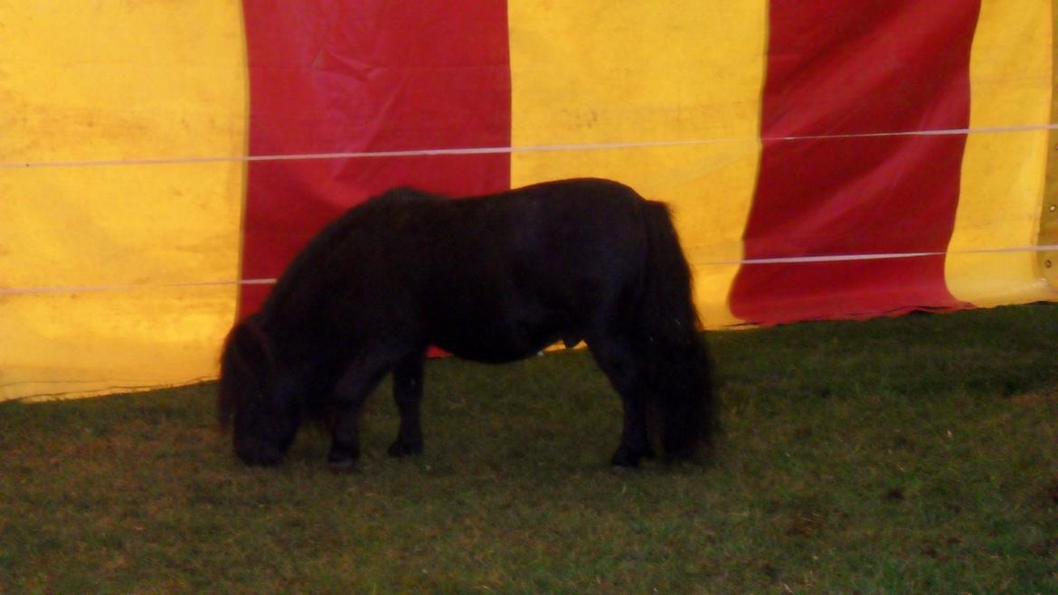 Shetlænder Luie billede 9