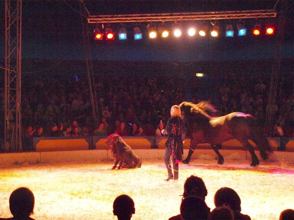 Shetlænder Luie - Loui & Duglass under forestilling i cirkus skratt 2012 =)  billede 13