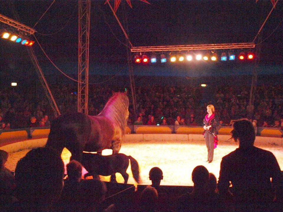 Shetlænder Luie - Lui løber under duglass :) billede 15