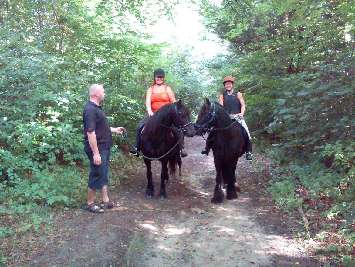 Irish Cob Kloster's Maxi - *vikarhesten* - I høve skov sammen med Stine og Gaby billede 18