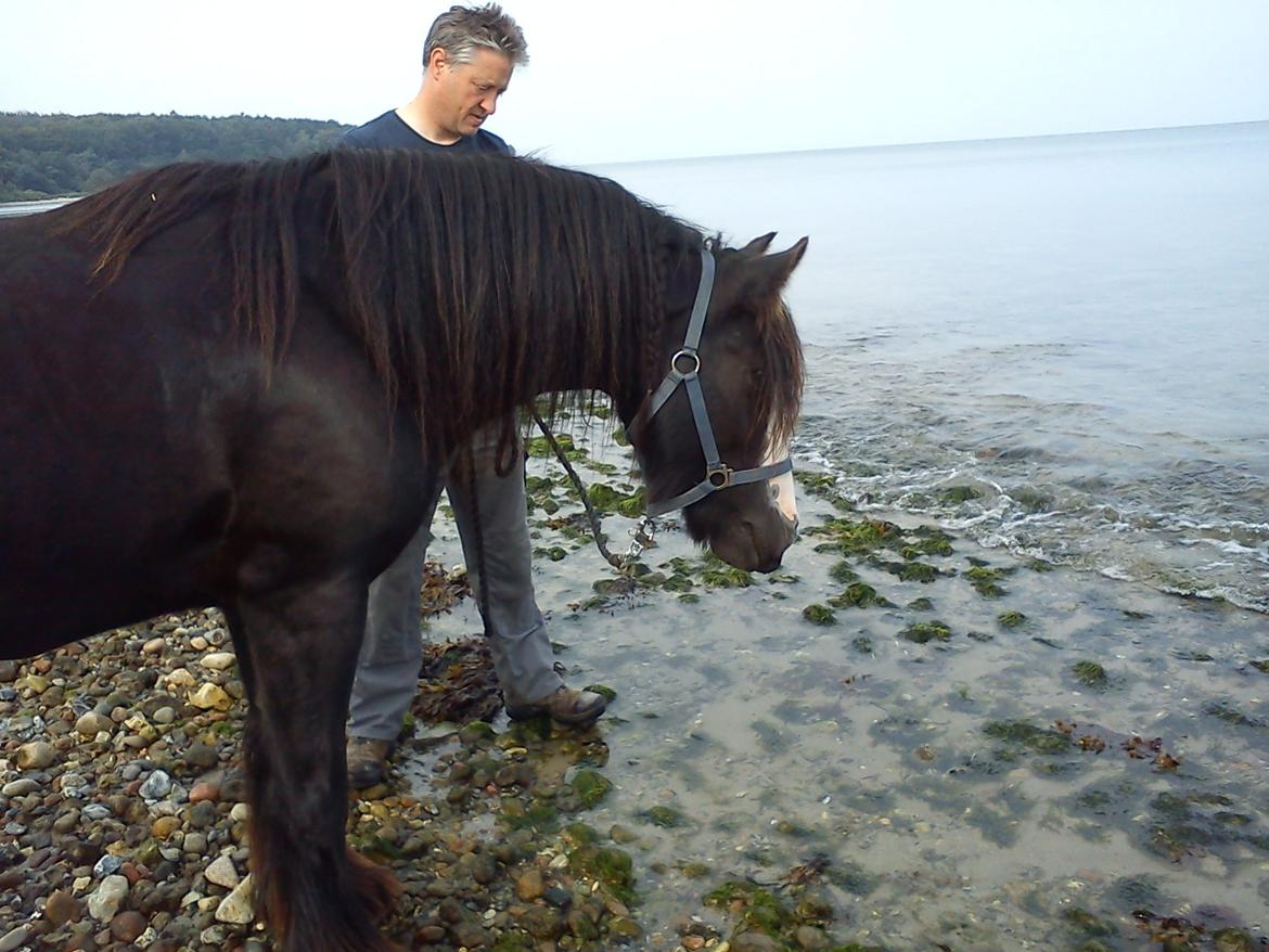 Irish Cob Kloster's Maxi - *vikarhesten* - Ved stranden for første gang billede 19