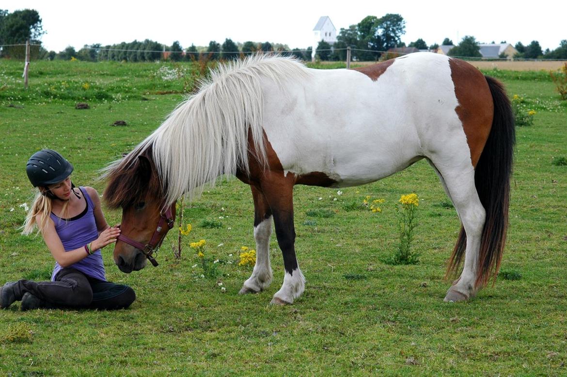 Islænder vera billede 17