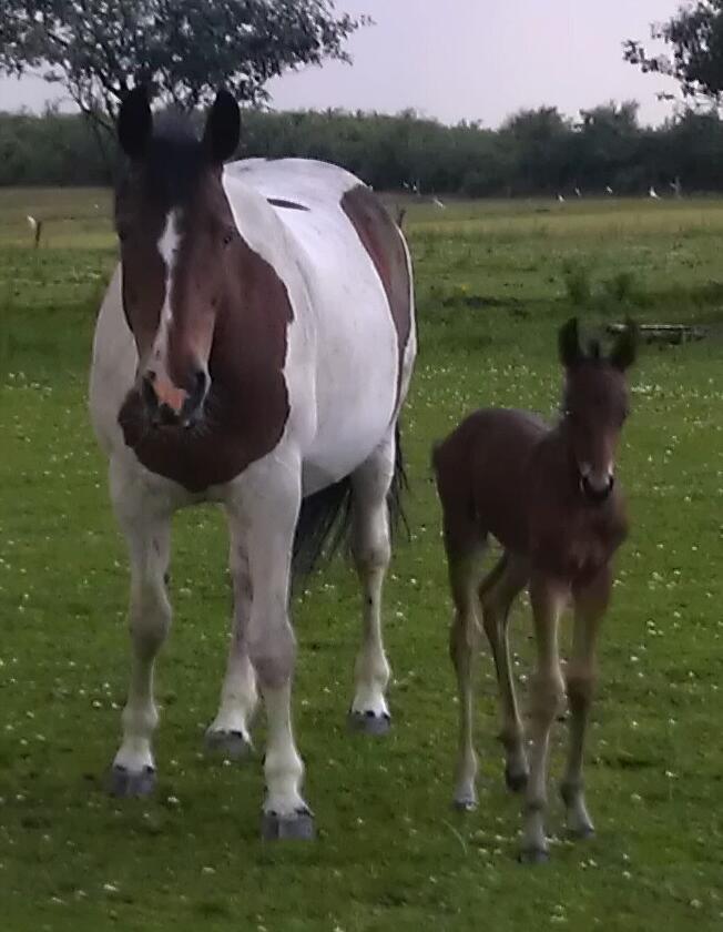 Anden særlig race Abbygail billede 2