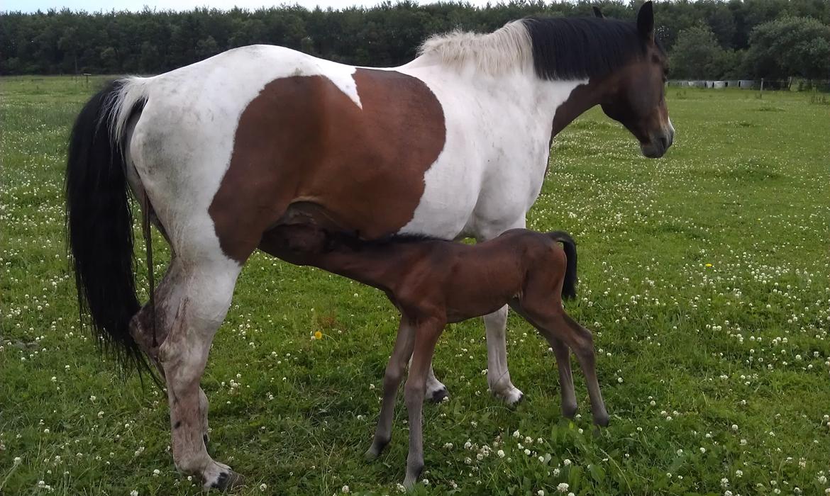 Anden særlig race Abbygail billede 3