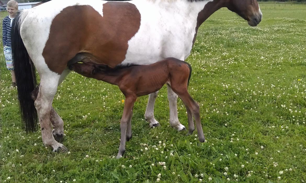 Anden særlig race Abbygail billede 4