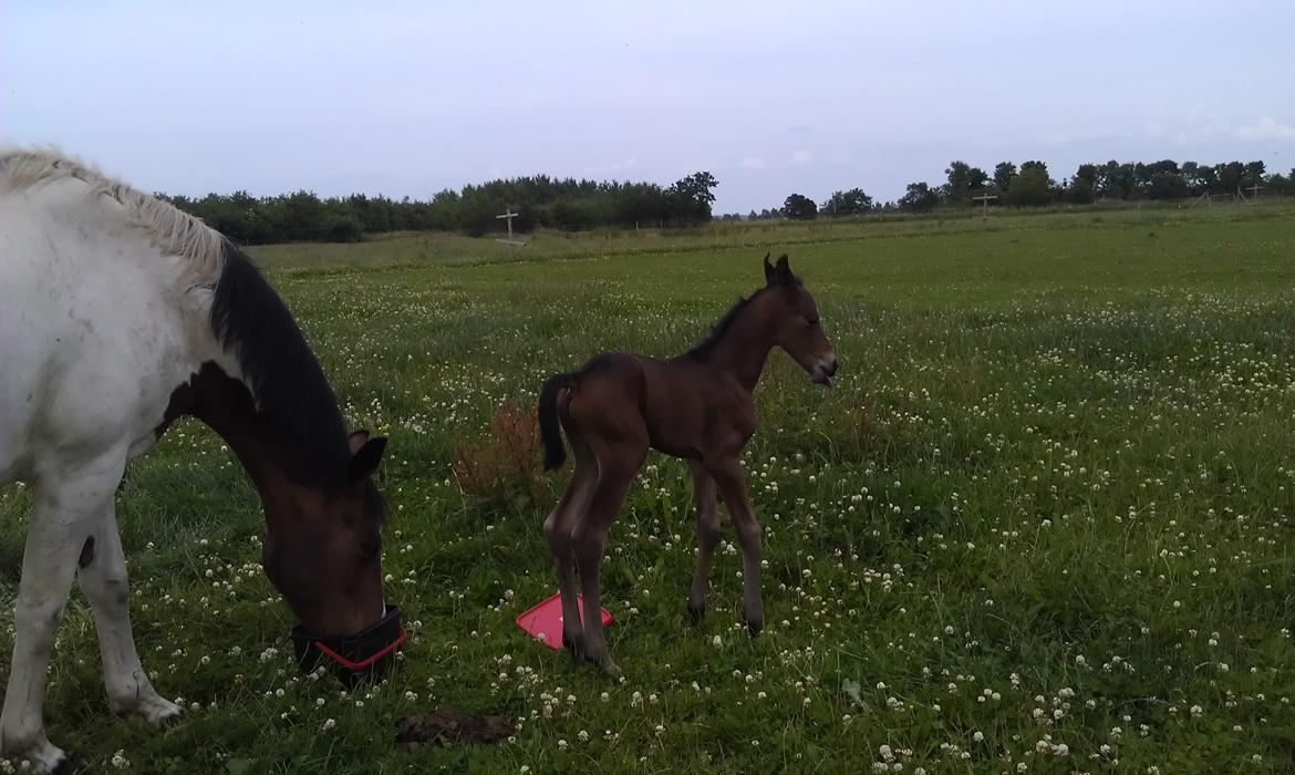 Anden særlig race Abbygail billede 5