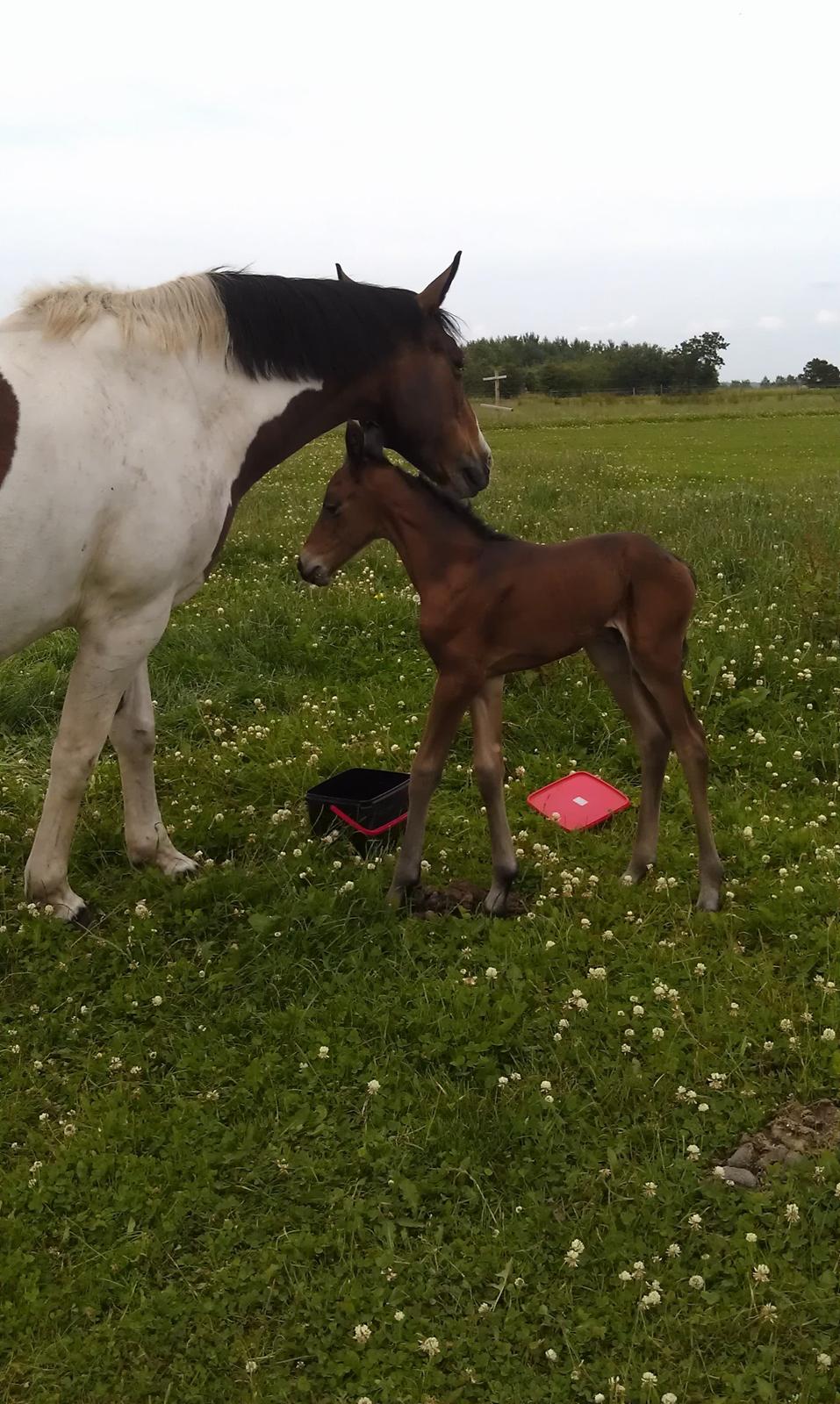 Anden særlig race Abbygail billede 6