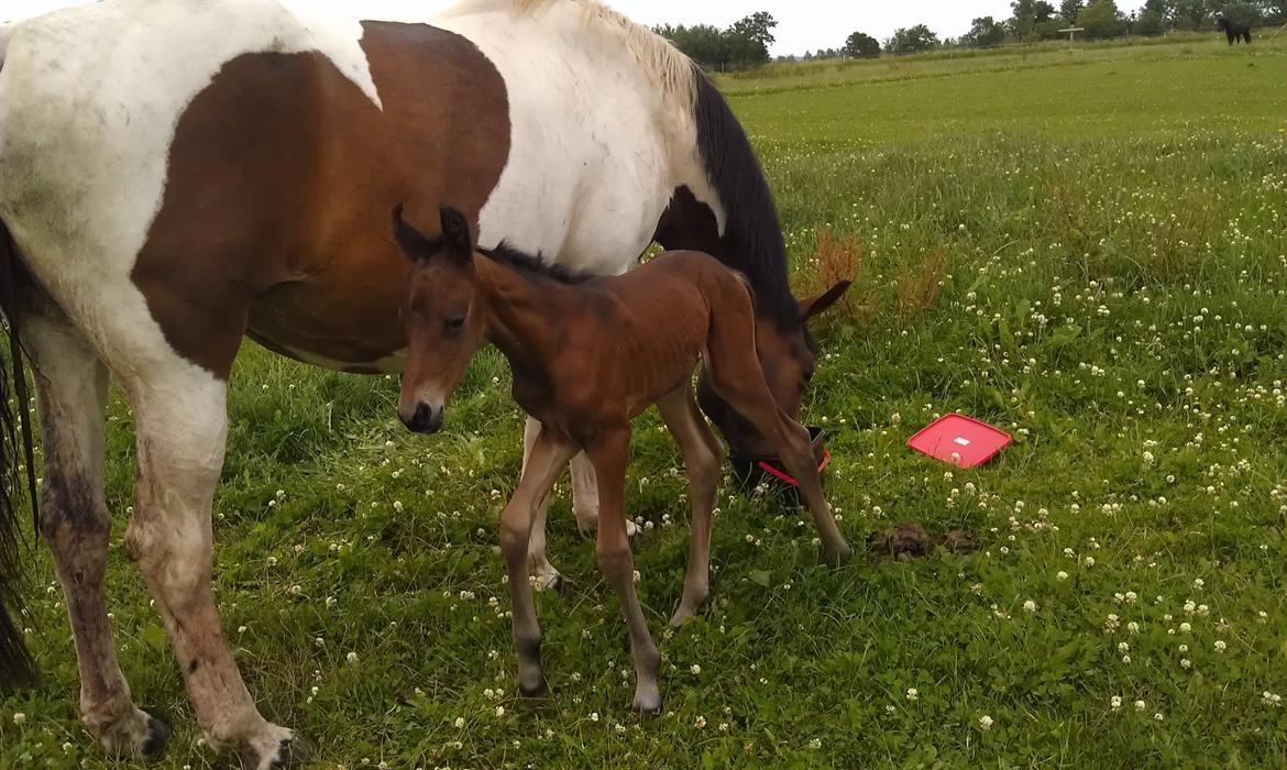 Anden særlig race Abbygail billede 7