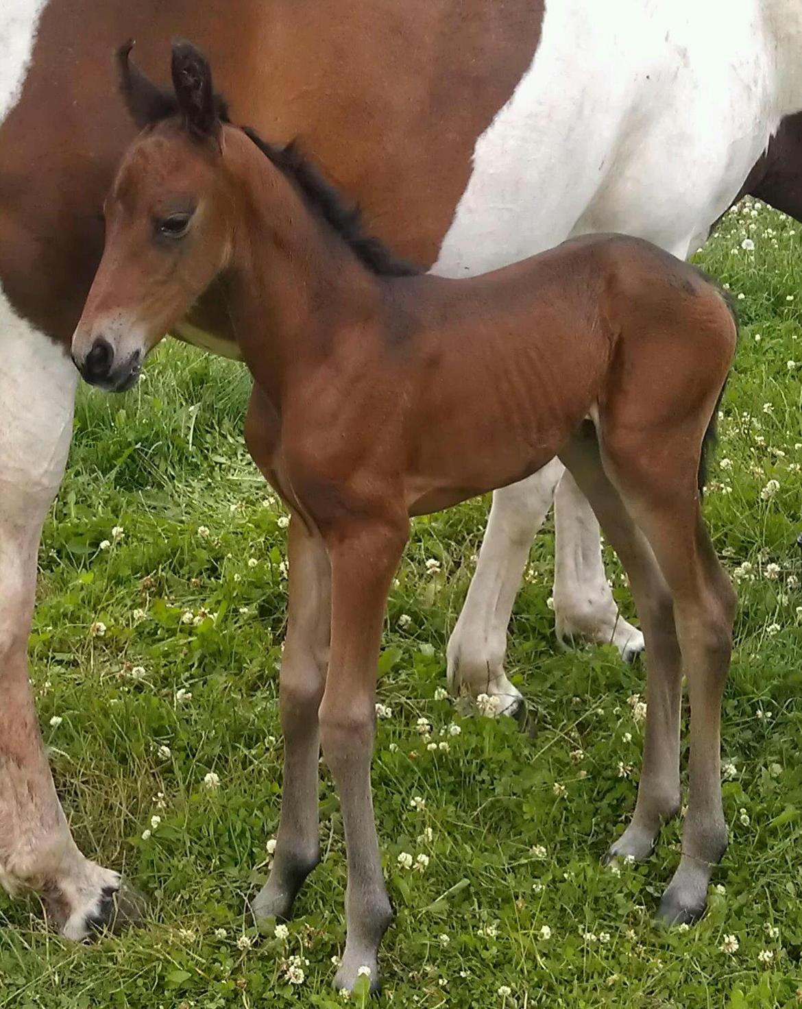 Anden særlig race Abbygail billede 8