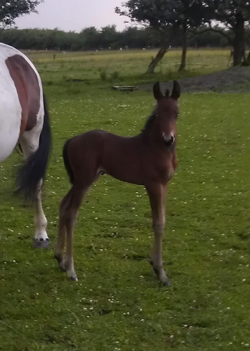 Anden særlig race Abbygail billede 1