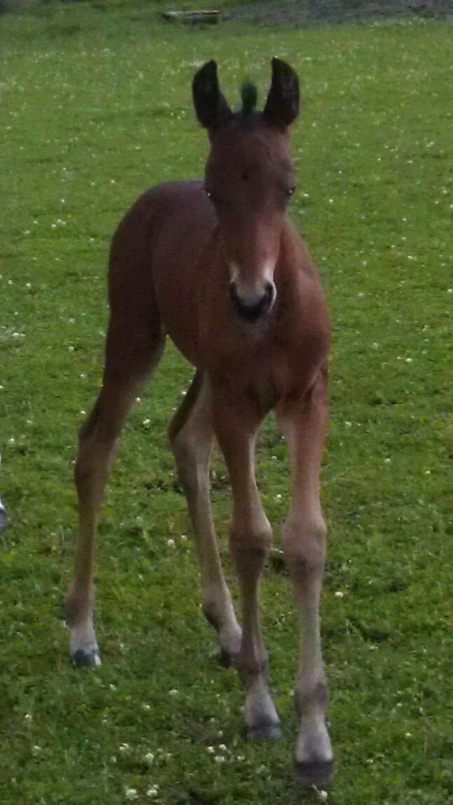 Anden særlig race Abbygail billede 9