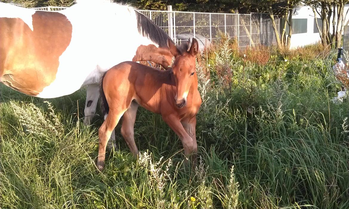 Anden særlig race Abbygail billede 10