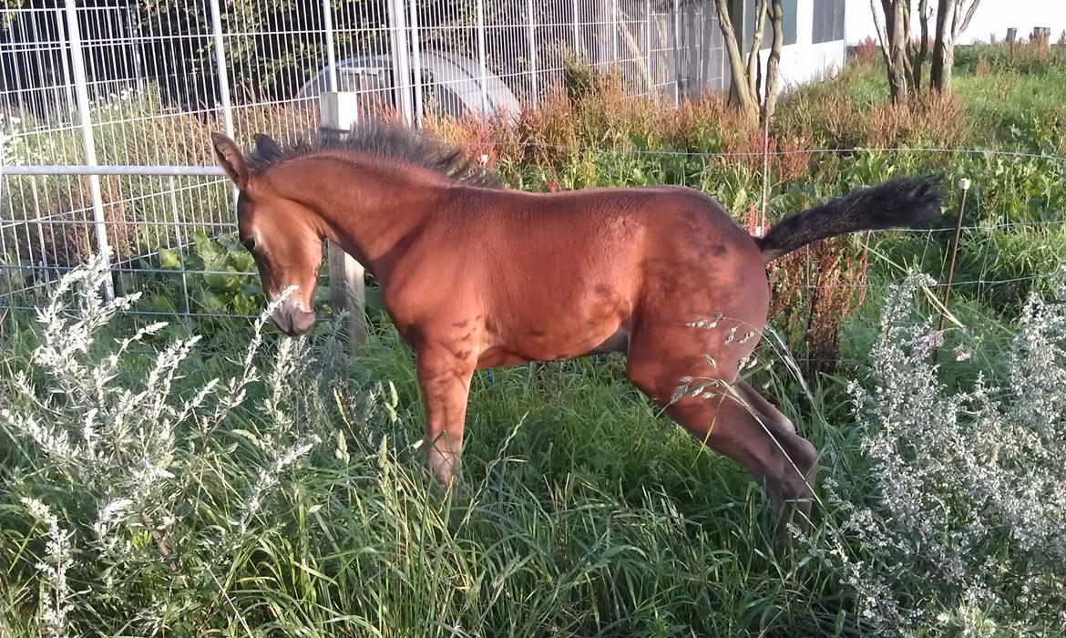 Anden særlig race Abbygail billede 11