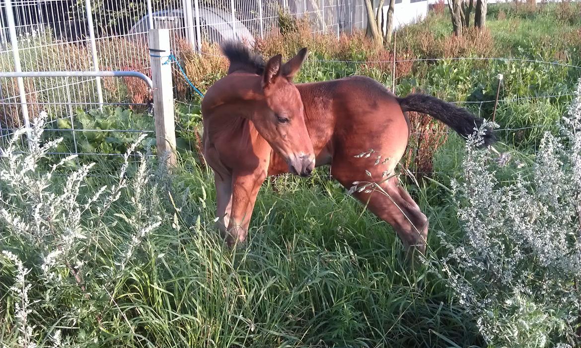Anden særlig race Abbygail billede 12