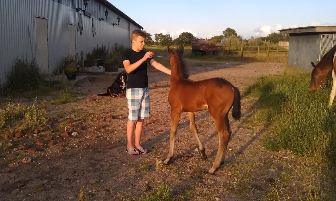 Anden særlig race Abbygail billede 14