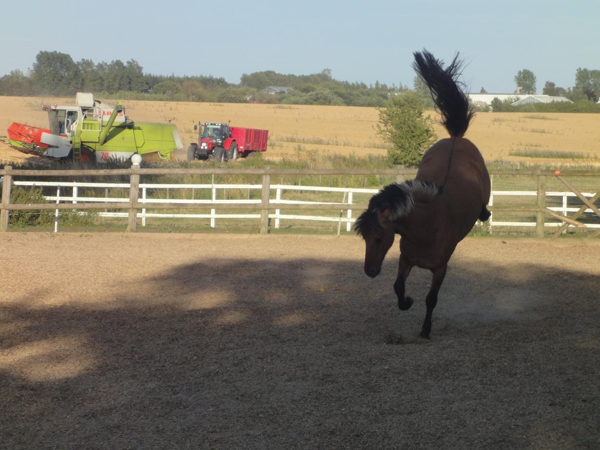 Anden særlig race Åbygårds Tornado billede 2