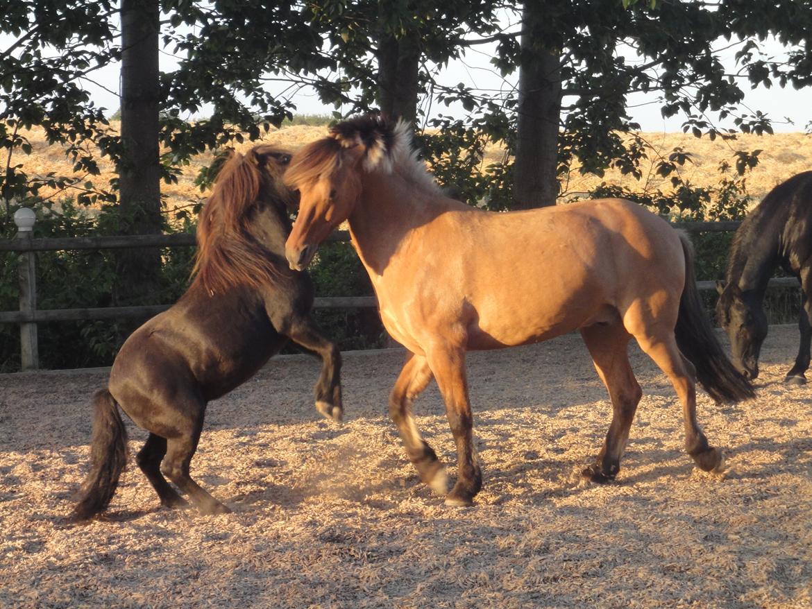 Shetlænder Mikkel billede 4