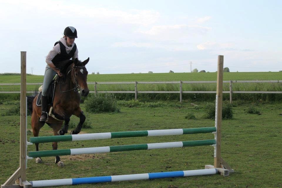 Tysk Sportspony Louisiana billede 14