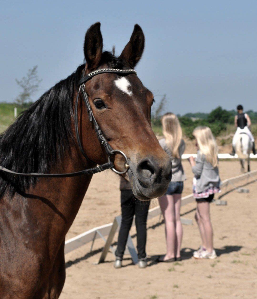 Tysk Sportspony Louisiana billede 16