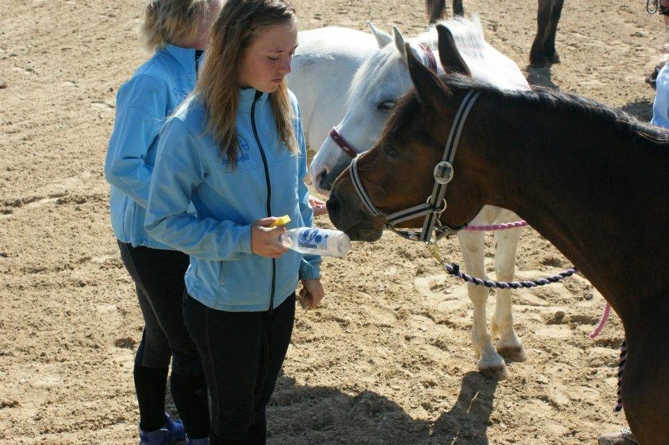 Tysk Sportspony Louisiana billede 17