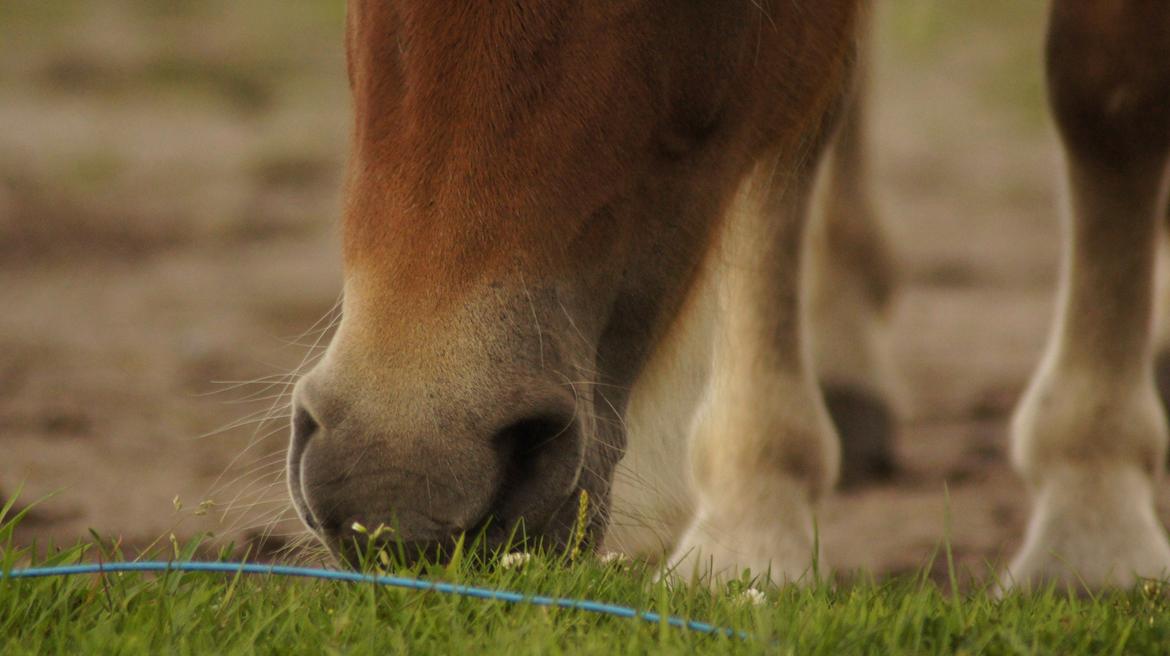 Shetlænder Hulbækgaards Amanda billede 5