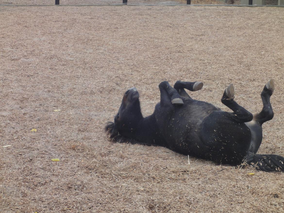 Shetlænder Mads billede 4