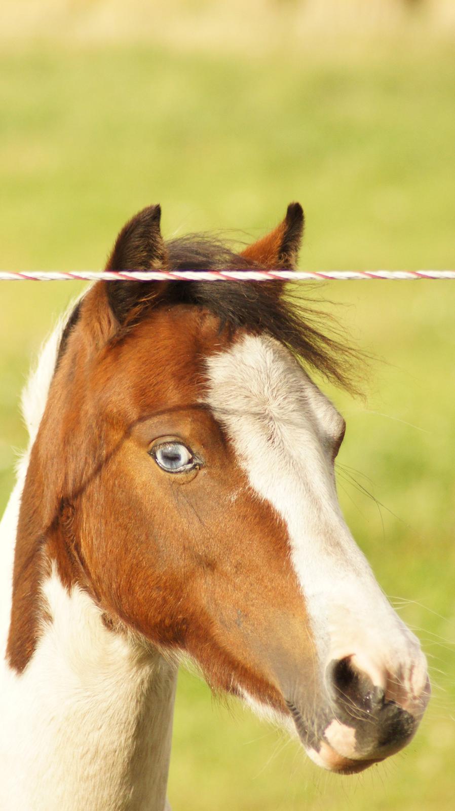 Anden særlig race Chanell billede 7