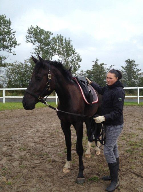 Anden særlig race Colardo billede 17