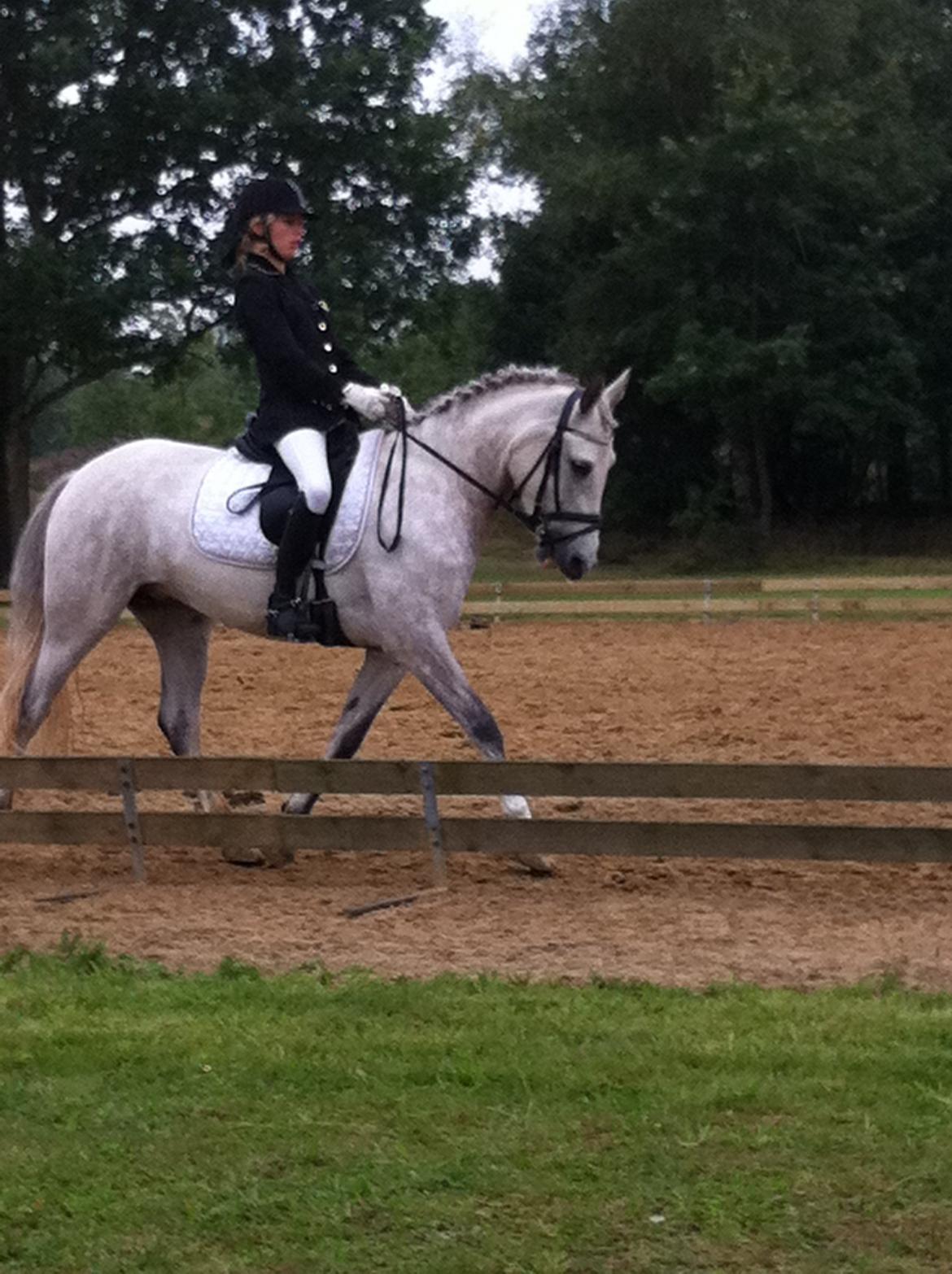 Welsh Pony (sec B) Fjorvangens Evian billede 1