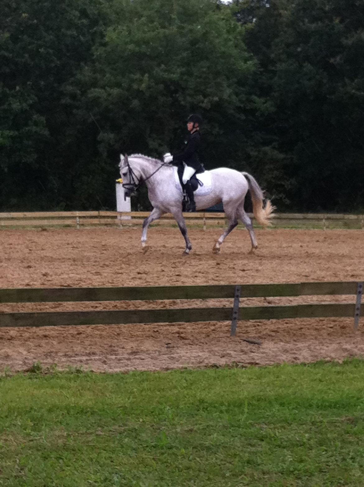Welsh Pony (sec B) Fjorvangens Evian billede 2