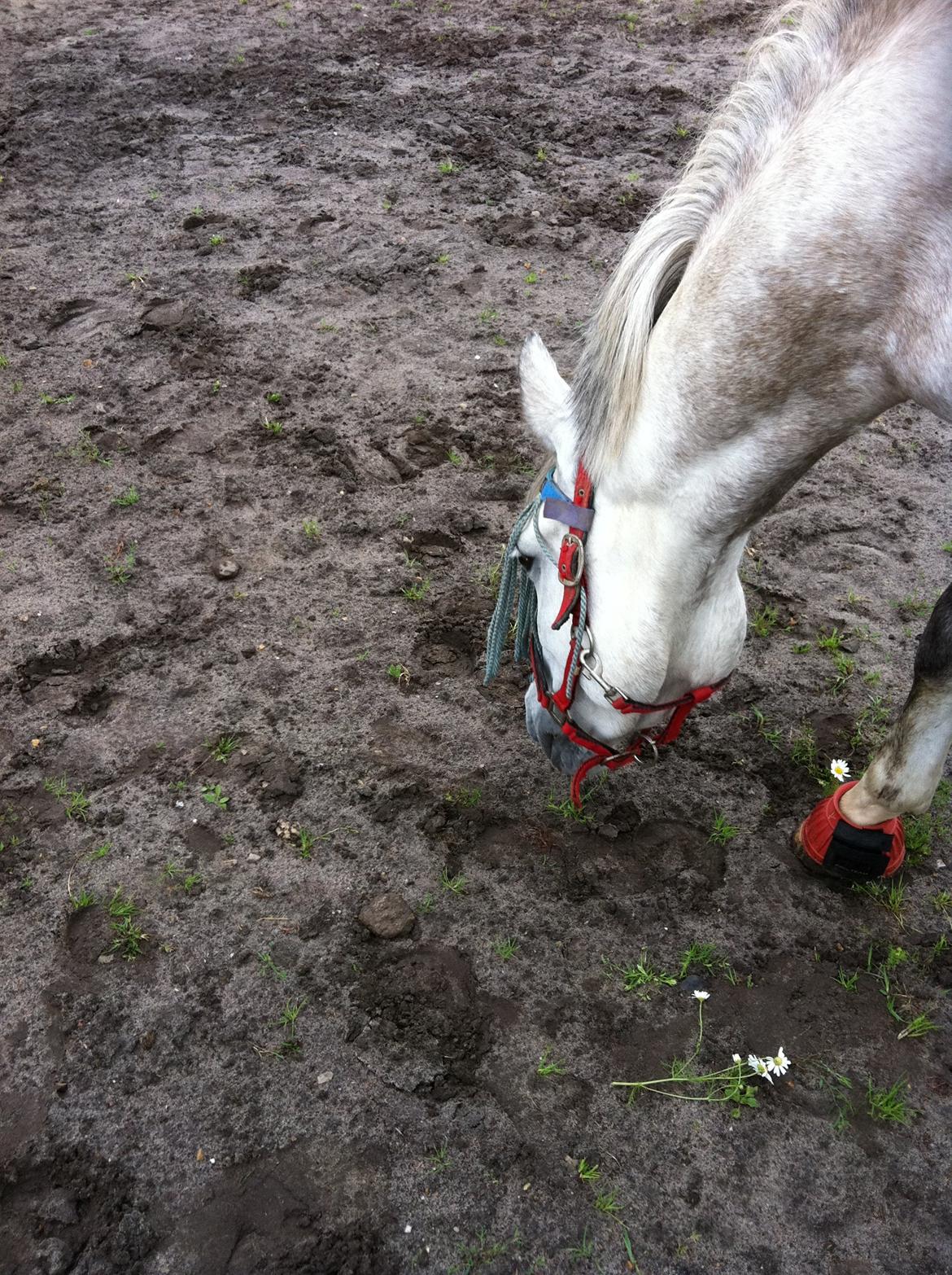 Welsh Pony (sec B) Fjorvangens Evian billede 3