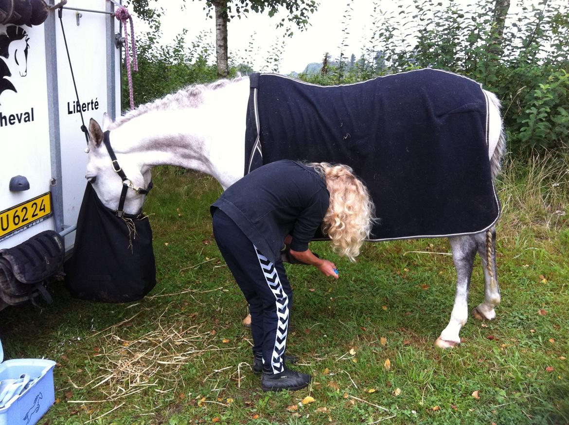 Welsh Pony (sec B) Fjorvangens Evian billede 4