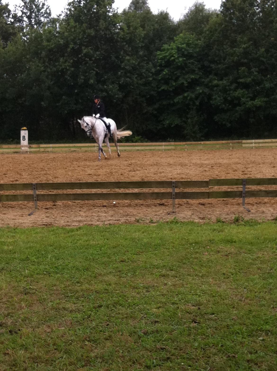 Welsh Pony (sec B) Fjorvangens Evian billede 5