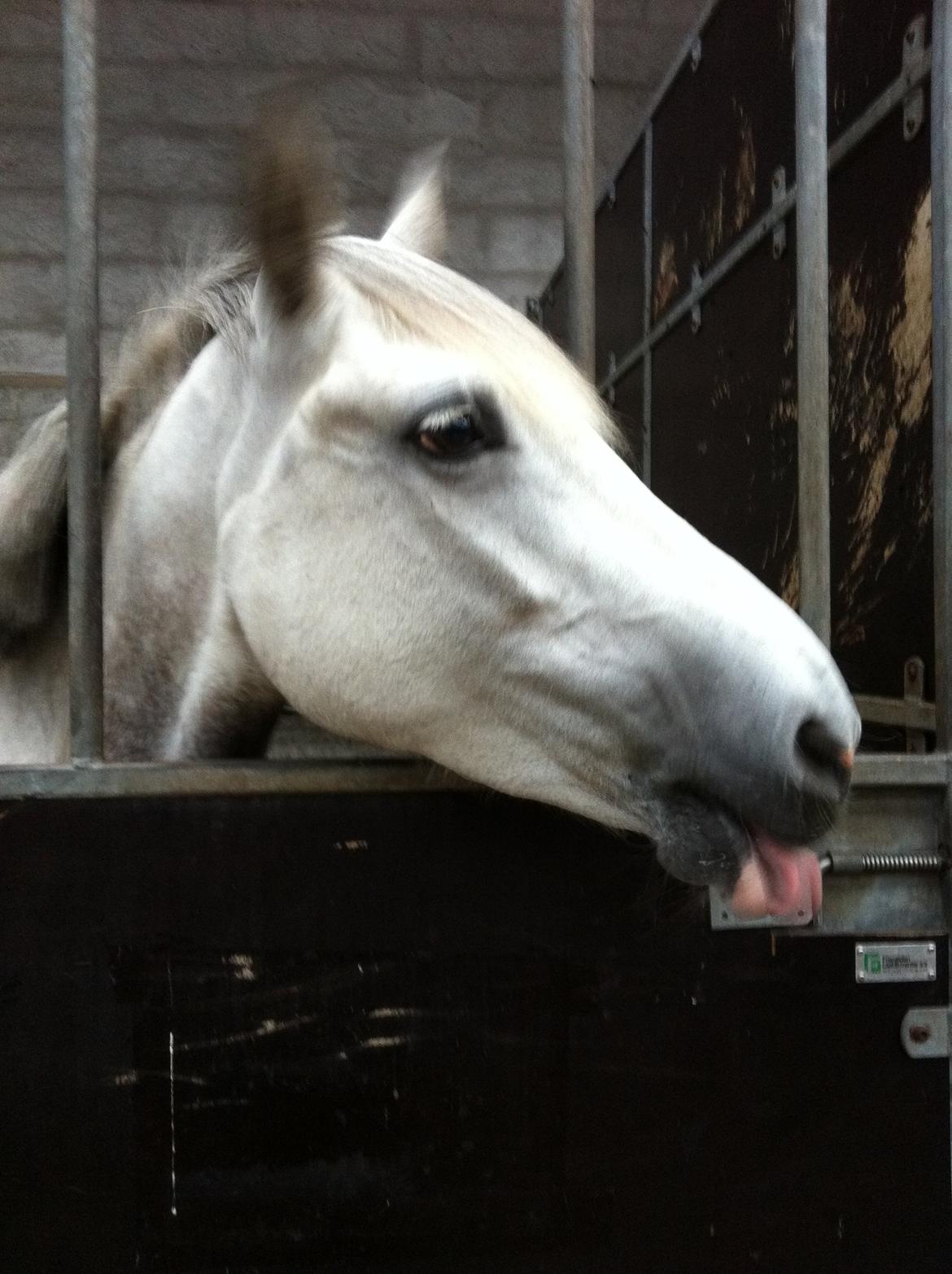 Welsh Pony (sec B) Fjorvangens Evian billede 6