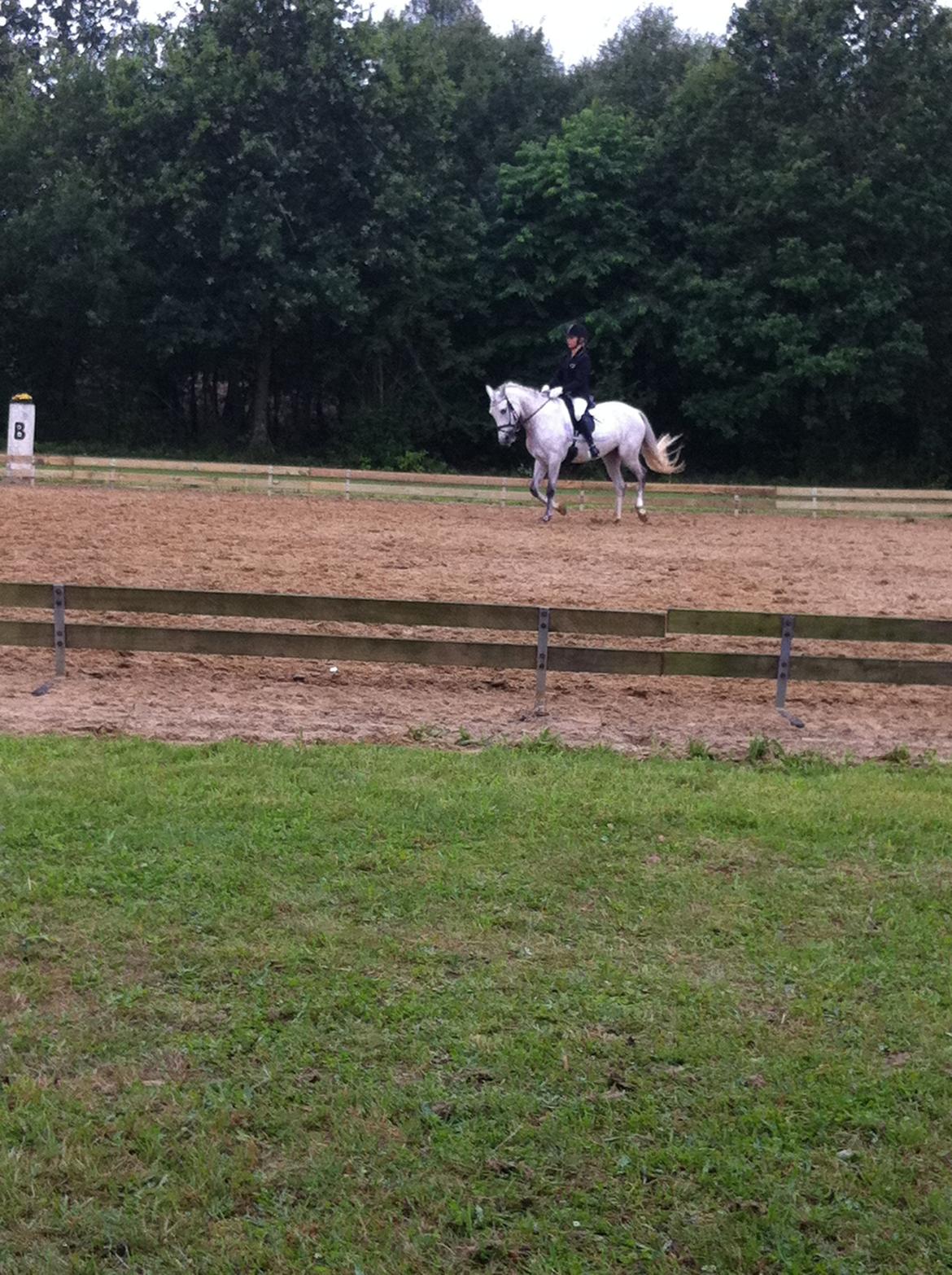 Welsh Pony (sec B) Fjorvangens Evian billede 7